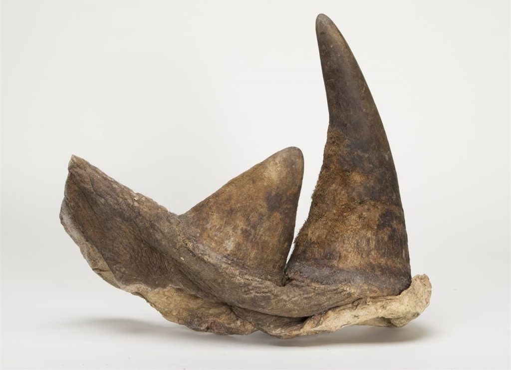 Viagra Ousts Rhino Horn Powder ED Medicine in the East Canadian