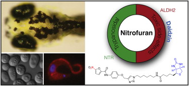 Nitrofurans