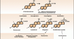 Progestogens