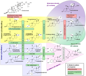 Progestogens in other indications