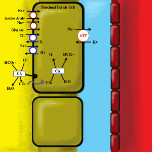 Carbonic anhydrase inhibitors