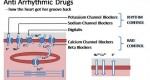 Cardiovascular drugs - Antiarrhythmics