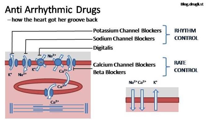 Cardiovascular drugs - Antiarrhythmics