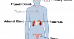 Effects of endocrine treatment