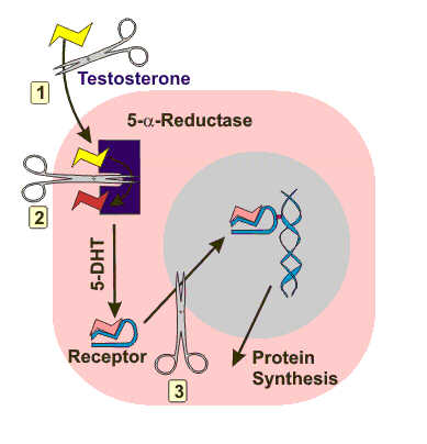 Flutamide