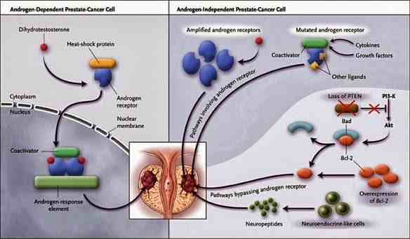 non-steroidal antiandrogens