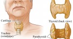 Thyroid glands