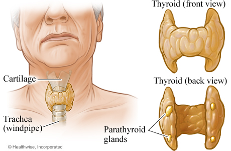 Thyroid glands