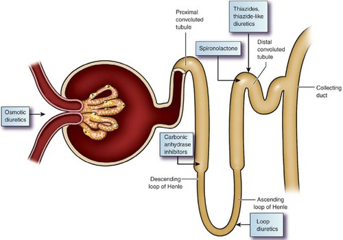 How diuretics work