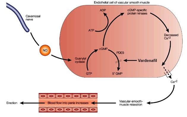 Levitra Mechanism of Action