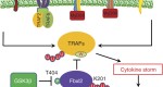 Proinflammatory cytokines