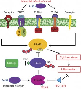 Proinflammatory cytokines